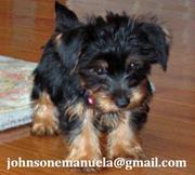 Two Teacup YORKIE PUPPIES looking for a new forever home