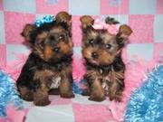Adorable x- mass Yorkie  Puppies For Free Adoption