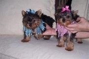 sweet Xmas male and female teacup yorkie puppies for adoption