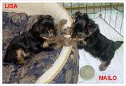 X-Mass Teacup Yorkie Puppies For Free Adoption